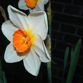 Sempre Avanti Daffodil  (Narcissus Sempre Avanti) Img 2
